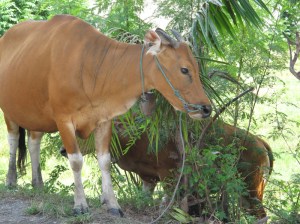 1Bali_cows