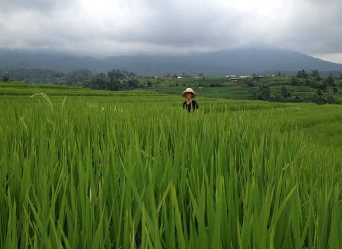Rice Fields of&nbsp;Bali